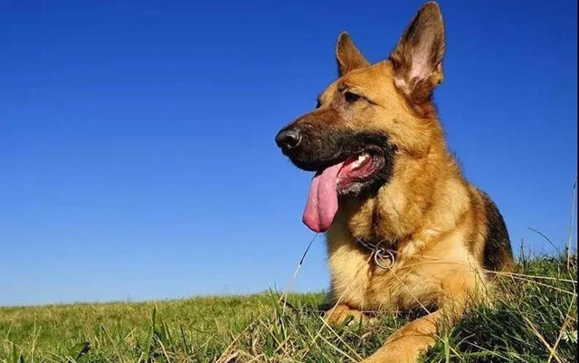 公開征集丨瀘州消防6只搜救幼犬等你取名(圖1)