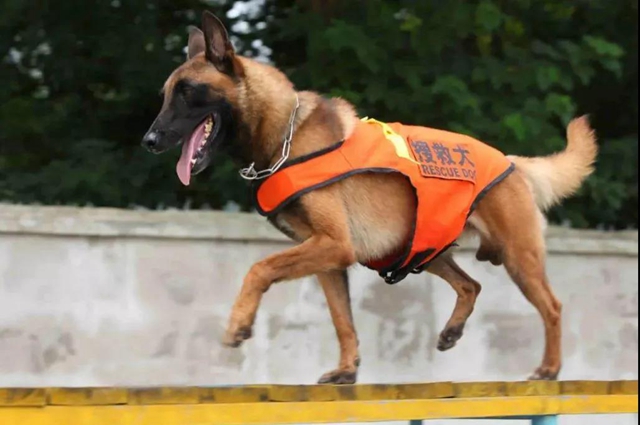 公開征集丨瀘州消防6只搜救幼犬等你取名(圖3)