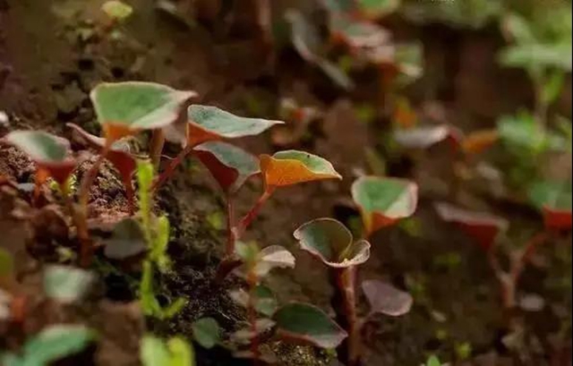春暖花開，合江人挖野菜正當時……(圖1)