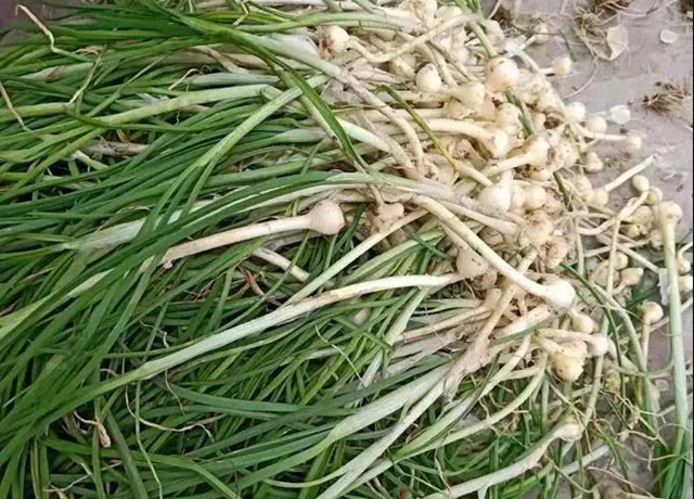 春暖花開，合江人挖野菜正當時……(圖3)