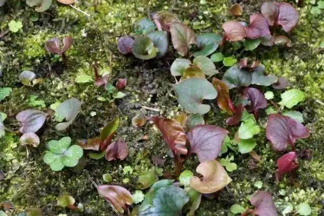 春暖花開，合江人挖野菜正當時……(圖6)