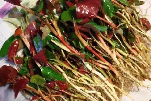 春暖花開，合江人挖野菜正當時……(圖13)