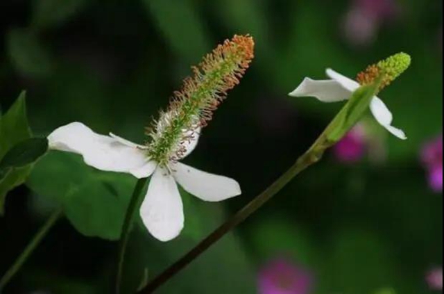 春暖花開，合江人挖野菜正當時……(圖14)