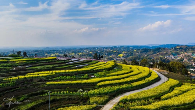 鄉(xiāng)村文化旅游丨萬畝油菜花海上央視，瀘州這些地方也值得打卡(圖2)