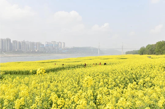 鄉(xiāng)村文化旅游丨萬畝油菜花海上央視，瀘州這些地方也值得打卡(圖3)