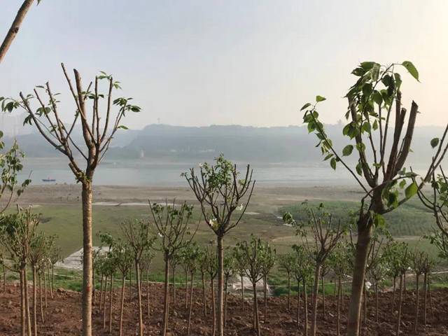 義務(wù)植樹兩天，瀘州新增綠地5.2萬平方米！(圖11)