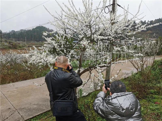 漂亮！內(nèi)江這個(gè)地方驚現(xiàn)“雪?！泵谰?圖2)
