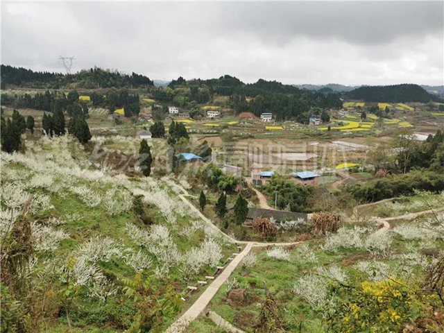 漂亮！內(nèi)江這個(gè)地方驚現(xiàn)“雪?！泵谰?圖4)