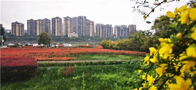 位于城區(qū)！瀘州這處“秘密花園” 等你來圍觀！(圖1)
