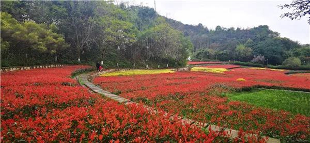 位于城區(qū)！瀘州這處“秘密花園” 等你來圍觀！(圖3)