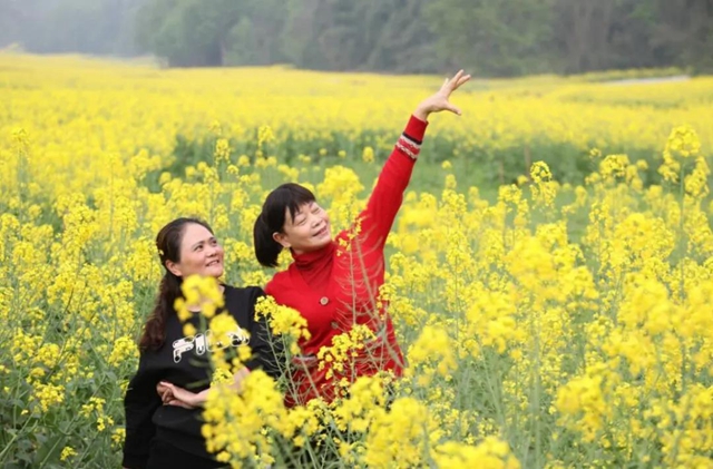 合江千畝油菜籽：不僅長(zhǎng)勢(shì)好，而且長(zhǎng)姿還帥！(圖1)