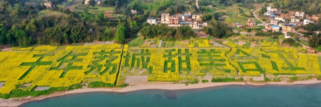 合江千畝油菜籽：不僅長(zhǎng)勢(shì)好，而且長(zhǎng)姿還帥！(圖3)