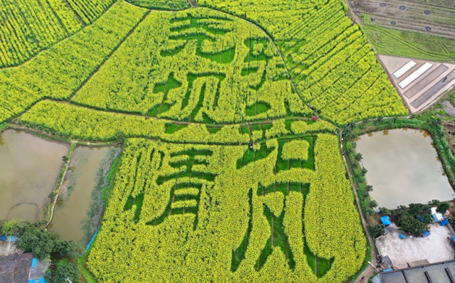 合江千畝油菜籽：不僅長(zhǎng)勢(shì)好，而且長(zhǎng)姿還帥！(圖4)