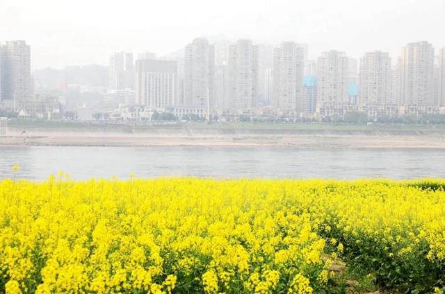 合江千畝油菜籽：不僅長(zhǎng)勢(shì)好，而且長(zhǎng)姿還帥！(圖6)