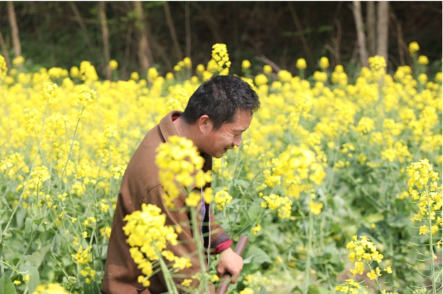 合江千畝油菜籽：不僅長(zhǎng)勢(shì)好，而且長(zhǎng)姿還帥！(圖7)
