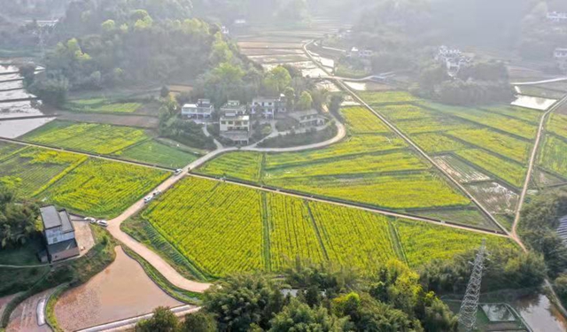 合江千畝油菜籽：不僅長(zhǎng)勢(shì)好，而且長(zhǎng)姿還帥！(圖8)