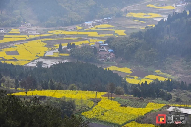 引來(lái)人民日?qǐng)?bào)關(guān)注！自貢八旬老人投資千萬(wàn)開(kāi)山造林(圖8)