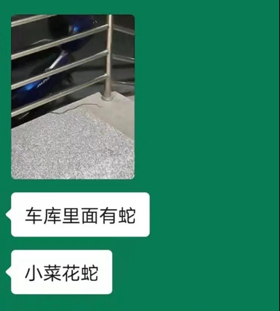 毒蛇提前出關？瀘州2人被咬傷住院……(圖2)