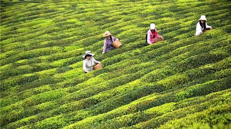 采茶制茶！在內(nèi)江周邊，就能體驗(yàn)《向往的生活》同款慢節(jié)奏(圖1)