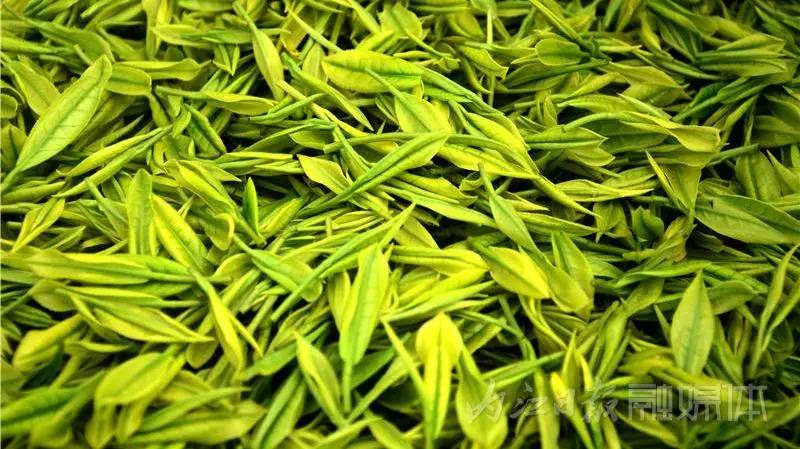 采茶制茶！在內(nèi)江周邊，就能體驗(yàn)《向往的生活》同款慢節(jié)奏(圖2)