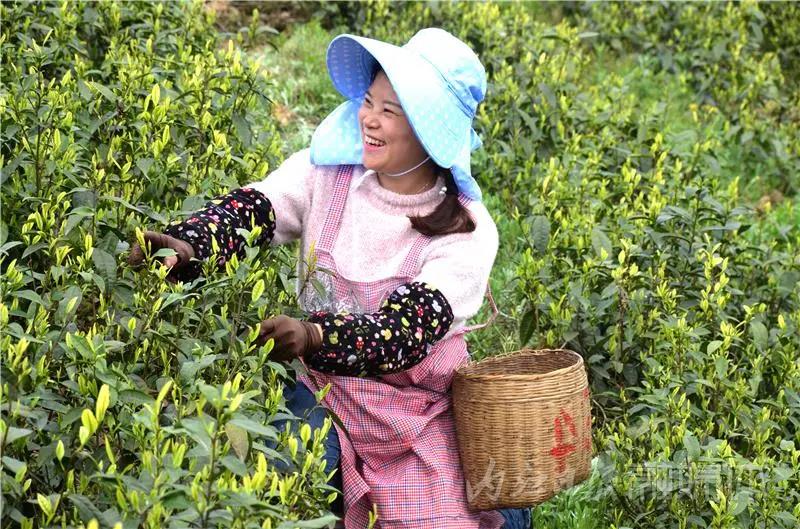 采茶制茶！在內(nèi)江周邊，就能體驗(yàn)《向往的生活》同款慢節(jié)奏(圖4)