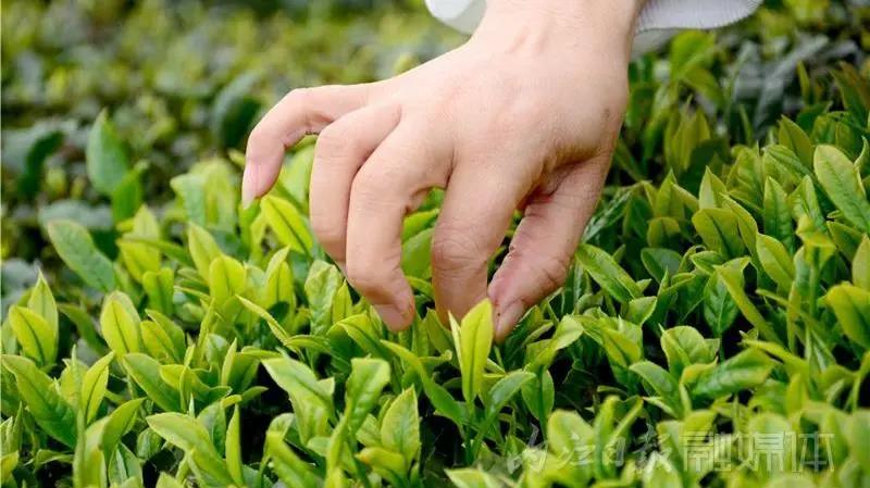 采茶制茶！在內(nèi)江周邊，就能體驗(yàn)《向往的生活》同款慢節(jié)奏(圖5)