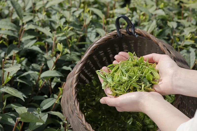 采茶制茶！在內(nèi)江周邊，就能體驗(yàn)《向往的生活》同款慢節(jié)奏(圖6)