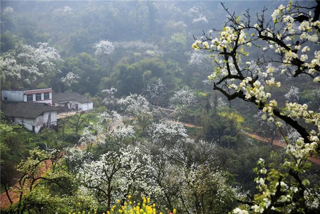 鄉(xiāng)村文化旅游丨瀘州城區(qū)這幾條鄉(xiāng)村旅游線路，你選哪個？(圖4)