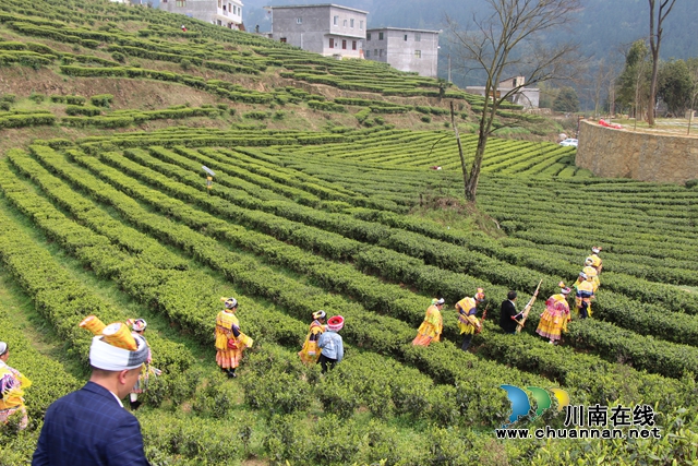 古藺：以“茶”為媒，生態(tài)顏值變經(jīng)濟(jì)價(jià)值；貧困山村，繪就鄉(xiāng)村振興美好圖景(圖2)