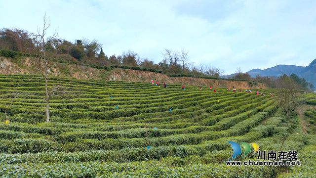 古藺：以“茶”為媒，生態(tài)顏值變經(jīng)濟(jì)價(jià)值；貧困山村，繪就鄉(xiāng)村振興美好圖景(圖7)