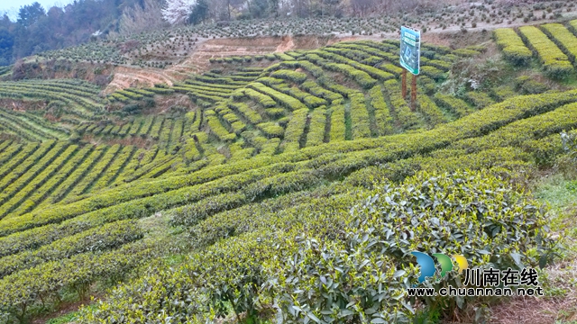 古藺：以“茶”為媒，生態(tài)顏值變經(jīng)濟(jì)價(jià)值；貧困山村，繪就鄉(xiāng)村振興美好圖景(圖4)