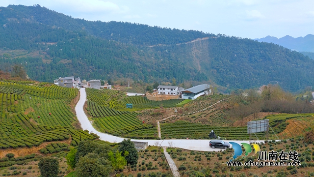 古藺：以“茶”為媒，生態(tài)顏值變經(jīng)濟(jì)價(jià)值；貧困山村，繪就鄉(xiāng)村振興美好圖景(圖5)
