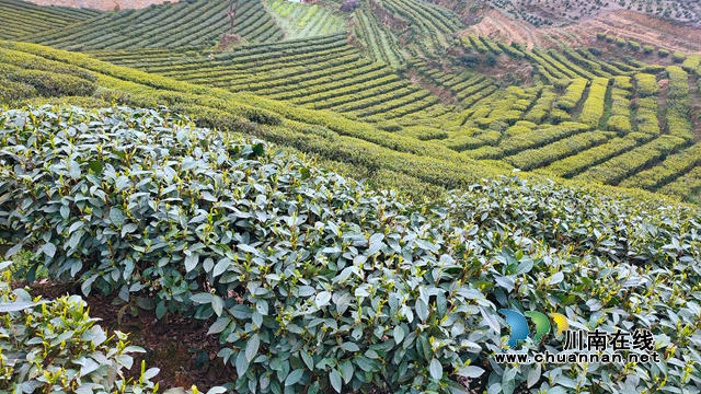 古藺：以“茶”為媒，生態(tài)顏值變經(jīng)濟(jì)價(jià)值；貧困山村，繪就鄉(xiāng)村振興美好圖景(圖13)