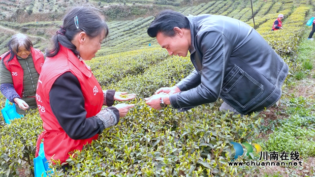 古藺：以“茶”為媒，生態(tài)顏值變經(jīng)濟(jì)價(jià)值；貧困山村，繪就鄉(xiāng)村振興美好圖景(圖12)