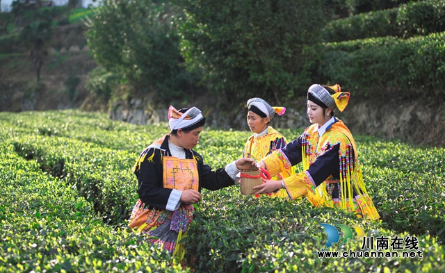 古藺：以“茶”為媒，生態(tài)顏值變經(jīng)濟(jì)價(jià)值；貧困山村，繪就鄉(xiāng)村振興美好圖景(圖14)
