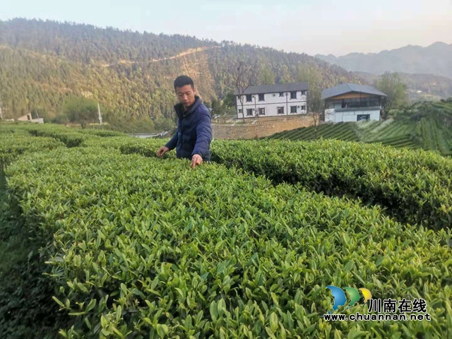 古藺：以“茶”為媒，生態(tài)顏值變經(jīng)濟(jì)價(jià)值；貧困山村，繪就鄉(xiāng)村振興美好圖景(圖15)