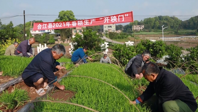 人頭攢動！熱鬧非凡！合江白米鎮(zhèn)斗笠村“開秧門”啦(圖1)