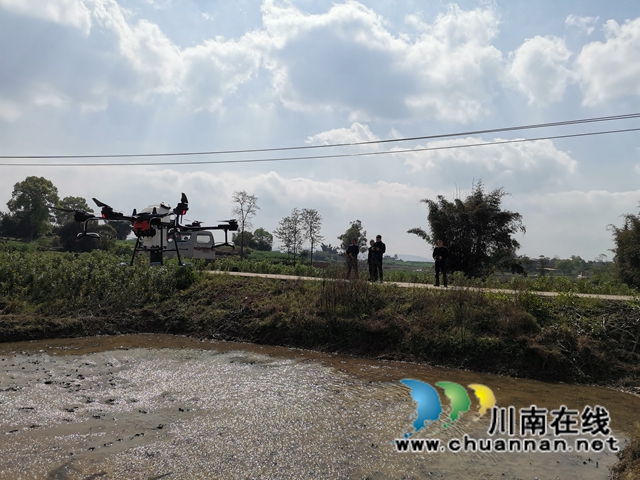 節(jié)本增效  瀘縣無人機助力水稻淹水直播(圖3)