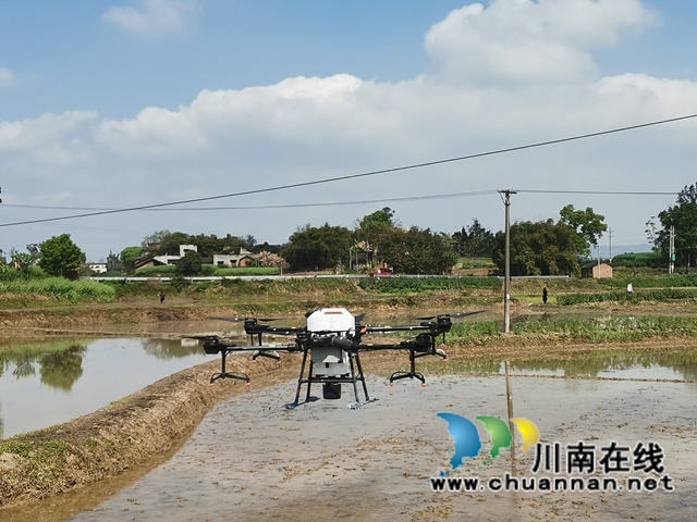 節(jié)本增效  瀘縣無人機助力水稻淹水直播(圖4)