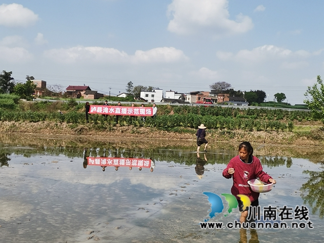 節(jié)本增效  瀘縣無人機助力水稻淹水直播(圖2)