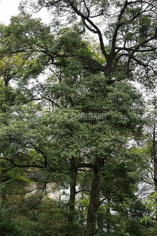 自明朝永樂(lè)年間流傳下來(lái)！這幅“山水畫(huà)”在隆昌被發(fā)現(xiàn)了(圖4)