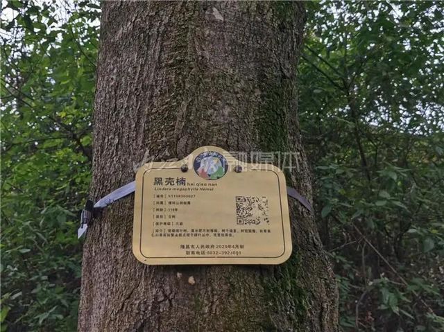 自明朝永樂(lè)年間流傳下來(lái)！這幅“山水畫(huà)”在隆昌被發(fā)現(xiàn)了(圖5)