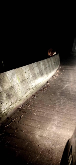 “飛狐”現(xiàn)身公路邊 古藺村民夜間行車碰到國家“三有”保護(hù)動(dòng)物紅白鼯鼠(圖3)