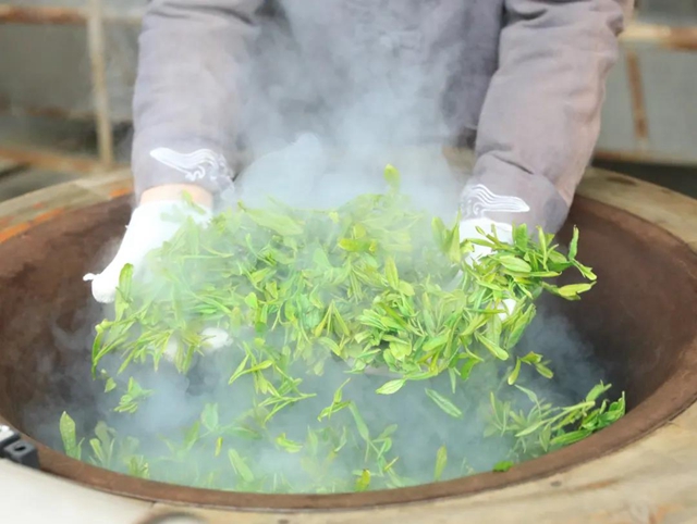 哇！隆昌一深山里，藏著3000畝“金葉子”(圖8)