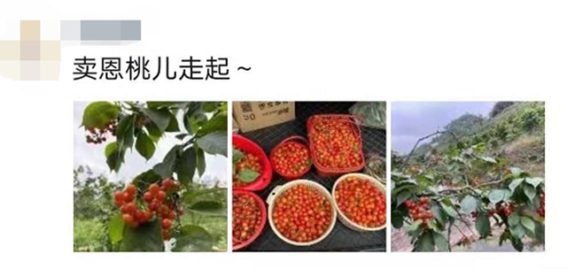 紅了！熟了！宜賓周邊櫻桃采摘攻略來啦！現(xiàn)在去正好！(圖2)