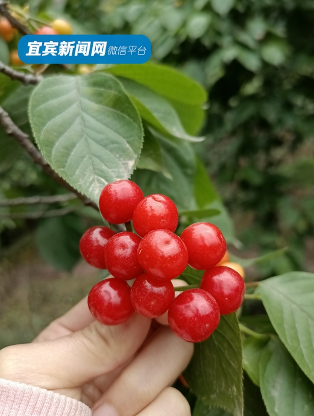 紅了！熟了！宜賓周邊櫻桃采摘攻略來啦！現(xiàn)在去正好！(圖4)