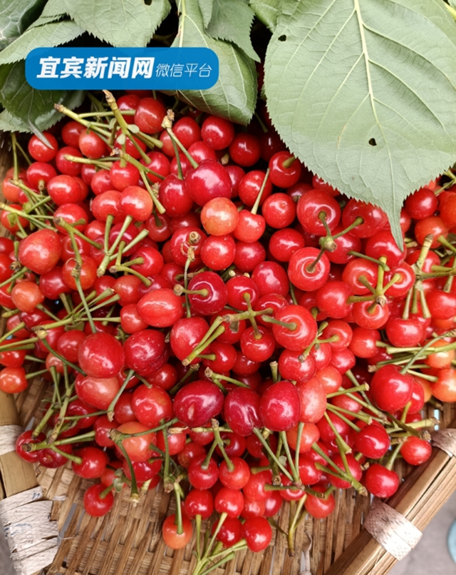 紅了！熟了！宜賓周邊櫻桃采摘攻略來啦！現(xiàn)在去正好！(圖6)