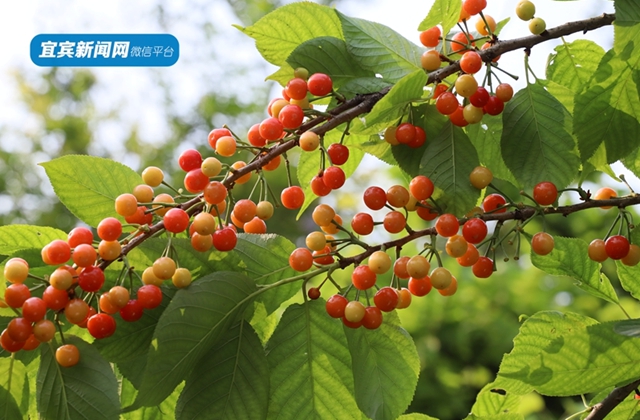 紅了！熟了！宜賓周邊櫻桃采摘攻略來啦！現(xiàn)在去正好！(圖8)