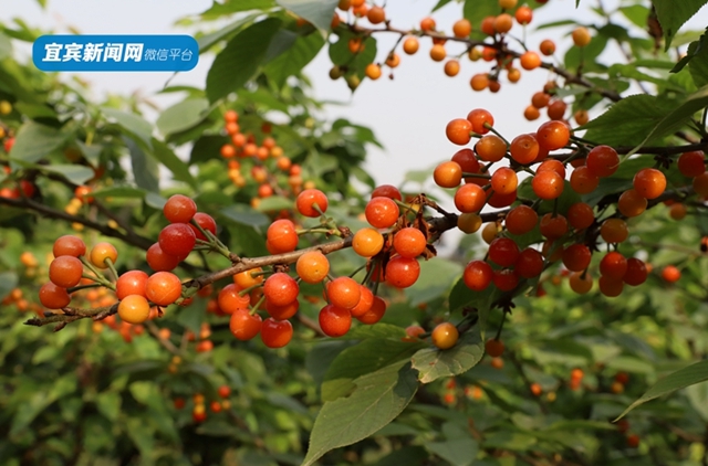 紅了！熟了！宜賓周邊櫻桃采摘攻略來啦！現(xiàn)在去正好！(圖7)