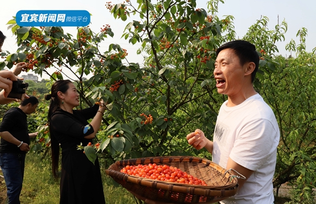 紅了！熟了！宜賓周邊櫻桃采摘攻略來啦！現(xiàn)在去正好！(圖9)